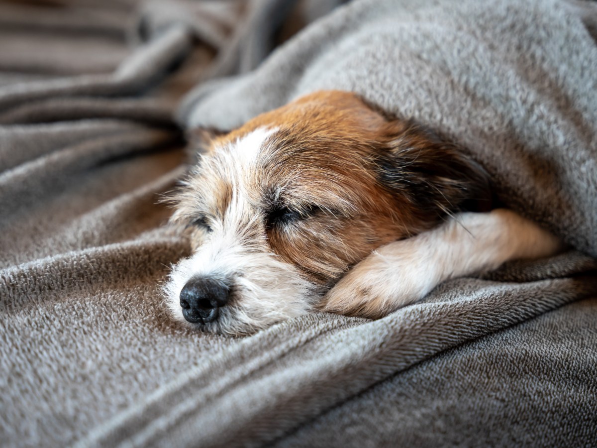 Hund: Wie wahrscheinlich ist eine Magendrehung bei einem kleinen Hund?