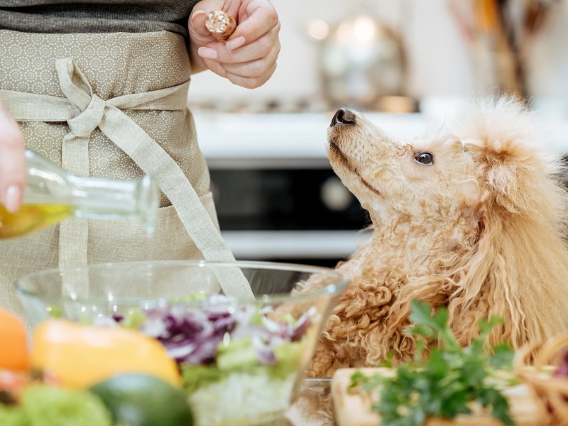 Für den Hund kochen