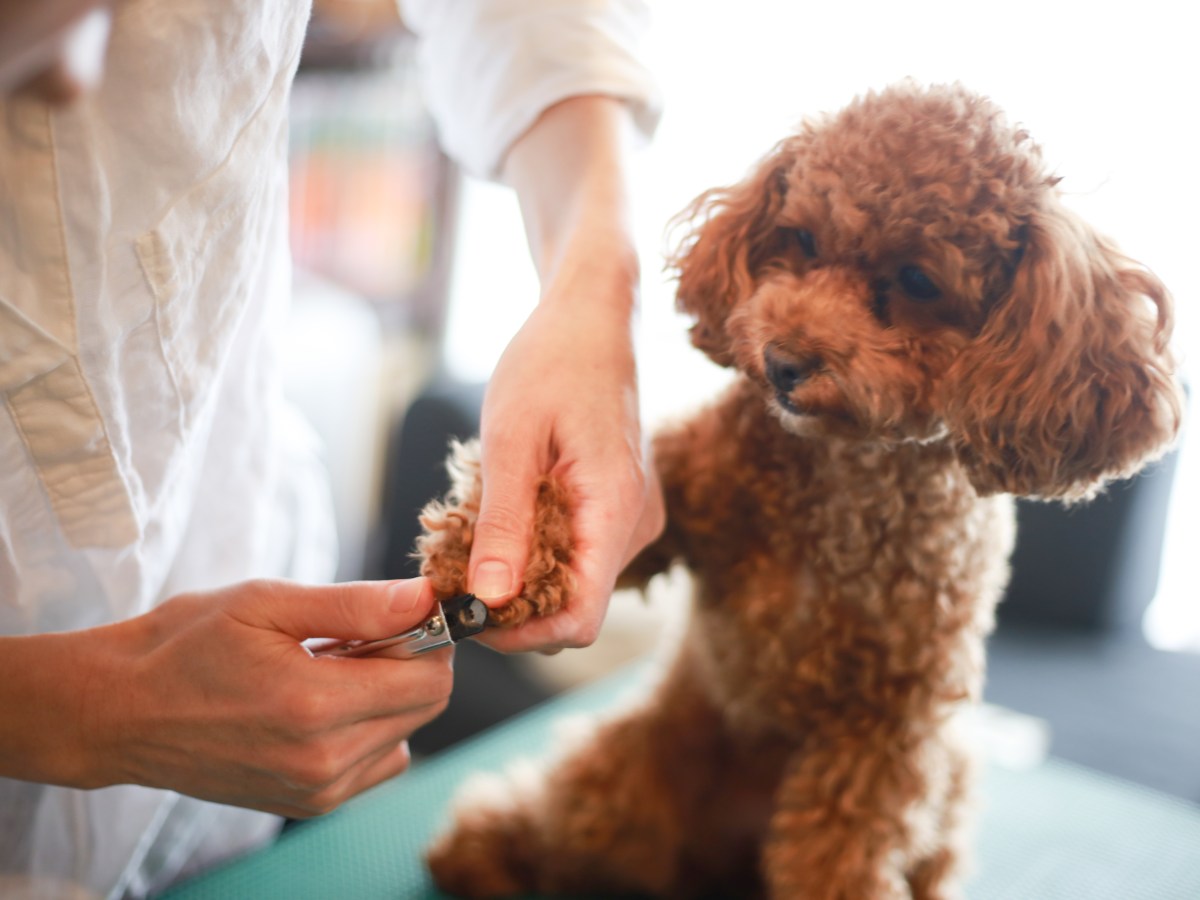 Hund: Mit diesem verrückten Trick kannst du jedem Hund die Krallen kürzen