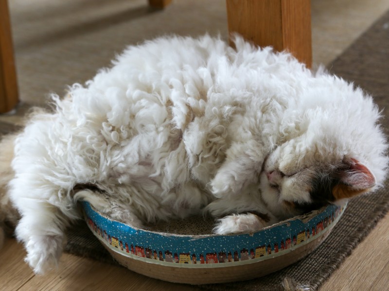 Selkirk Rex liegt in einer Schale