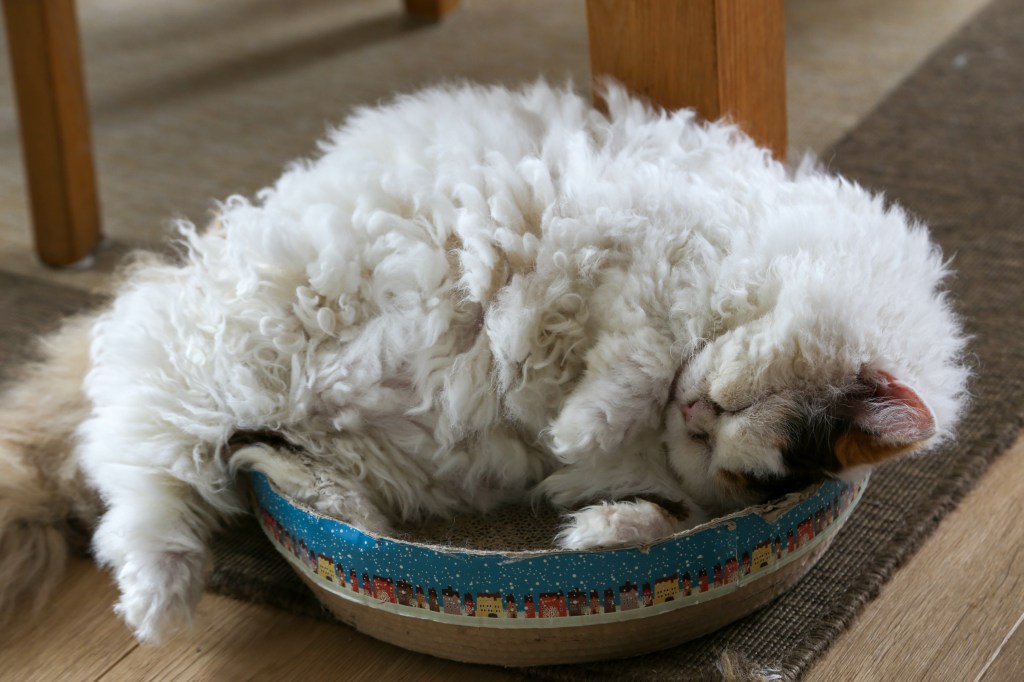 Selkirk Rex liegt in einer Schale