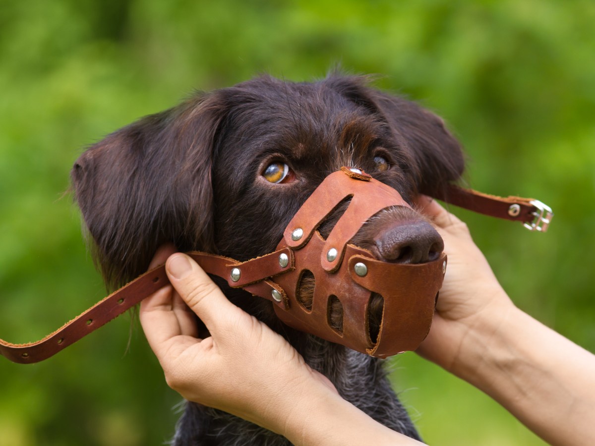 Hund: Wenn dein Hund so lange einen Maulkorb trägt, droht große Gefahr