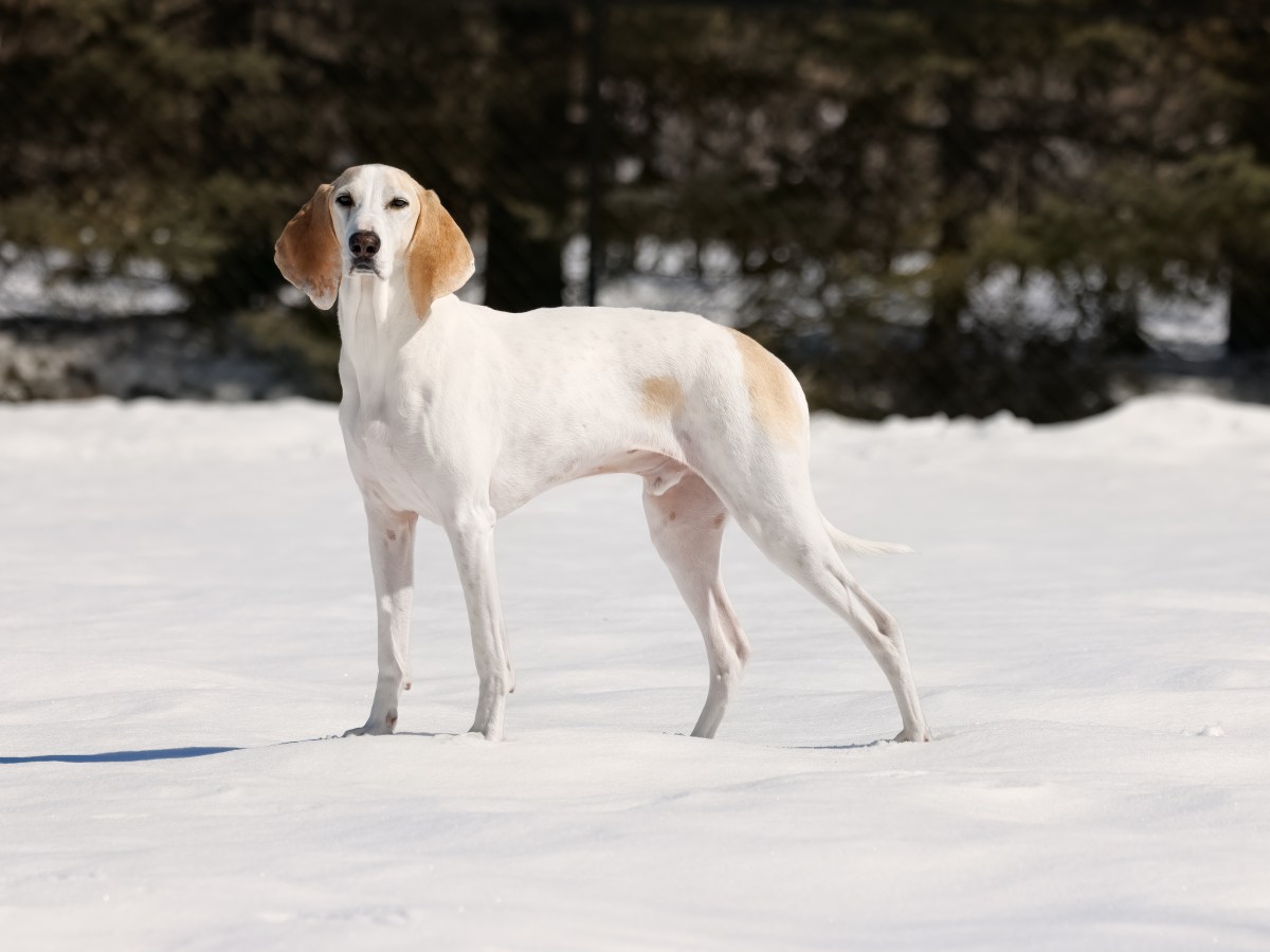 Porcelain-Hund: Der vollständige Steckbrief zur Rasse – Merkmale, Charakter und Pflege