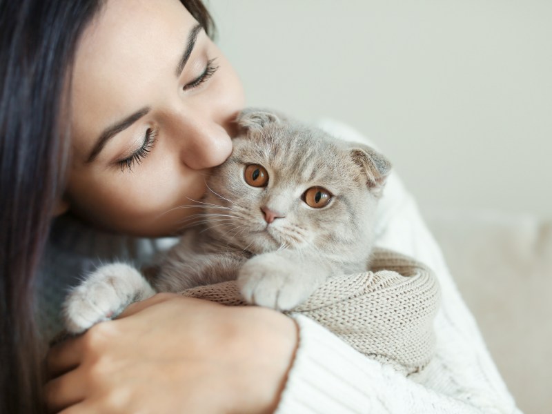 Frau küsst Rassekatze Scottische Faltohrkatze