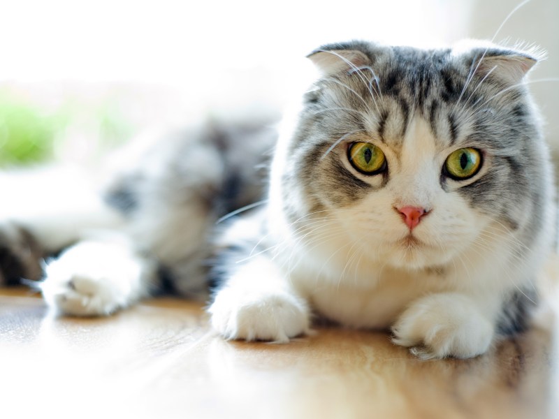 Die Scottish Fold Katze liegt auf dem Boden