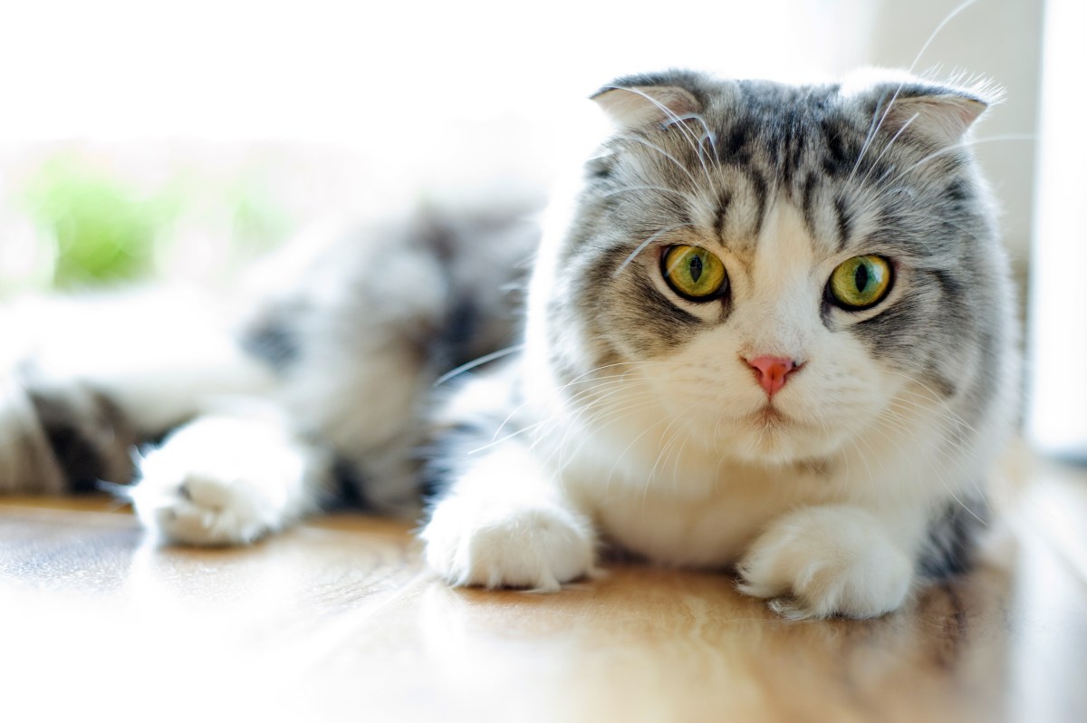 Die Scottish Fold Katze liegt auf dem Boden