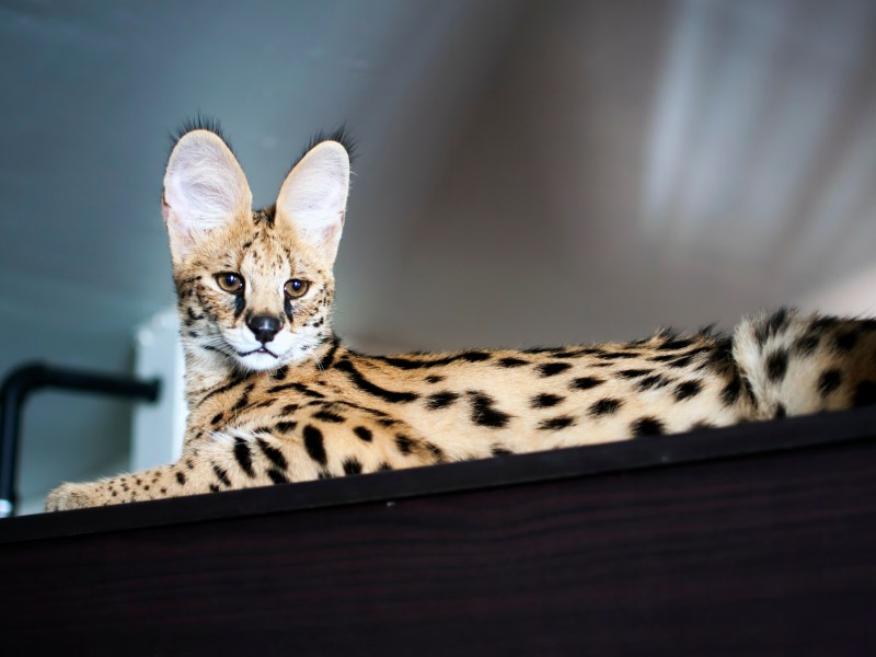 Serval Katze liegt auf einer Arbeitsplatte