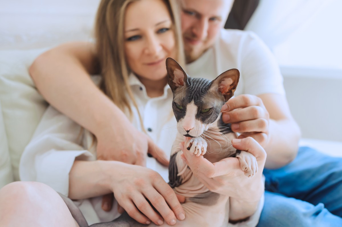 Sphynx Katze mit ihren Besitzern