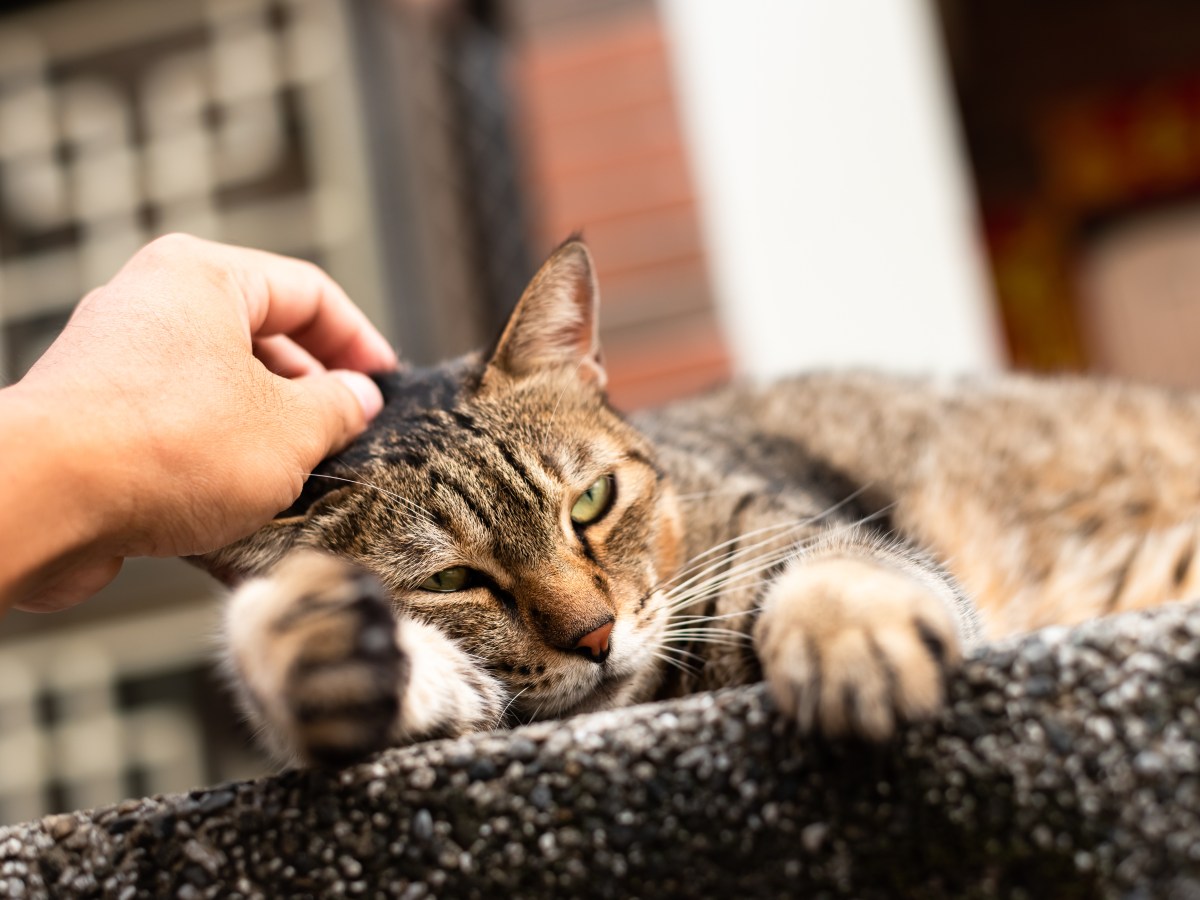 Expertin warnt: Wer Straßenkatzen im Urlaub streichelt, schafft mehr Leid als Hilfe