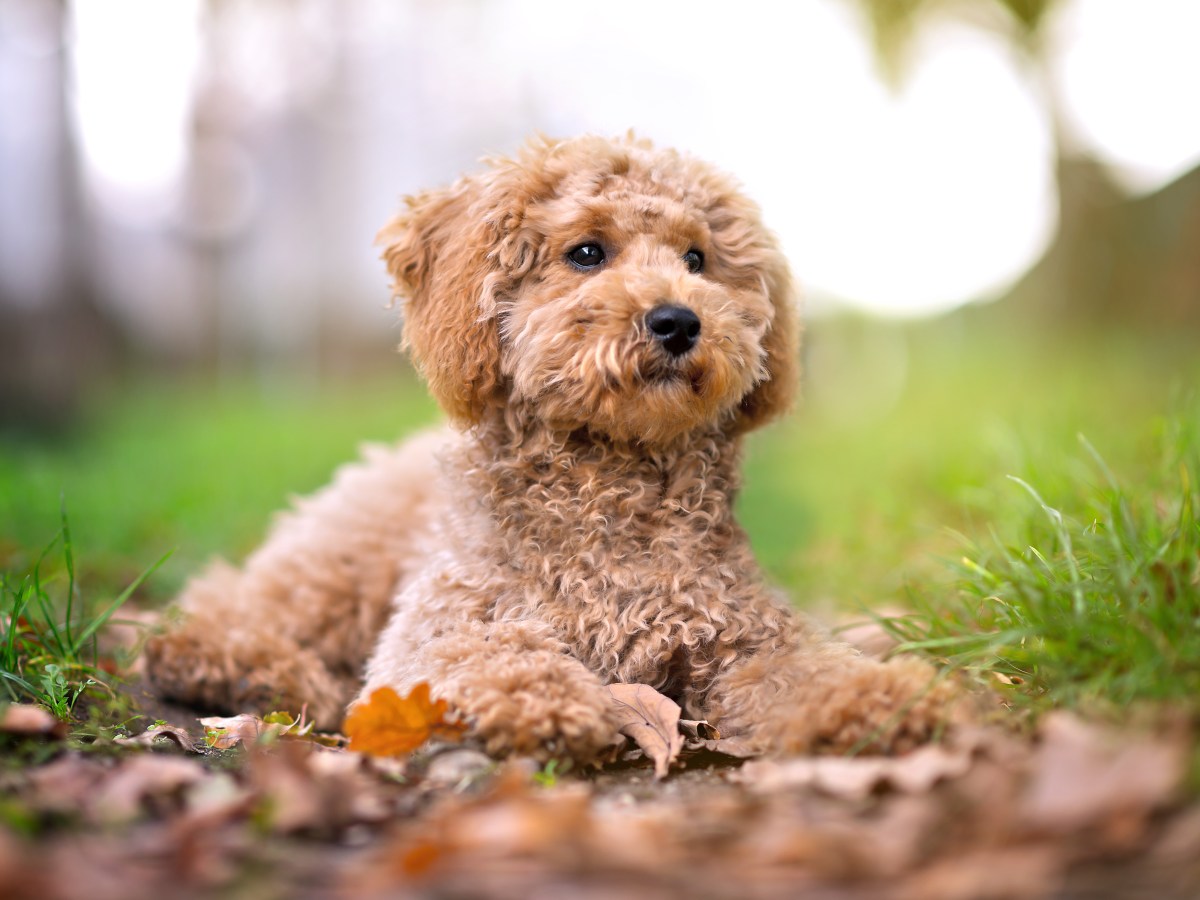 Hund: Das bekommst du beim Hundefriseur, wenn du nach einem „Teddyschnitt“ fragst