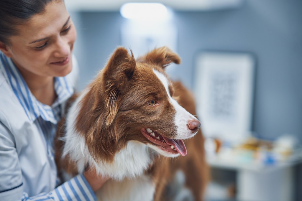 Hund beim Tierarzt