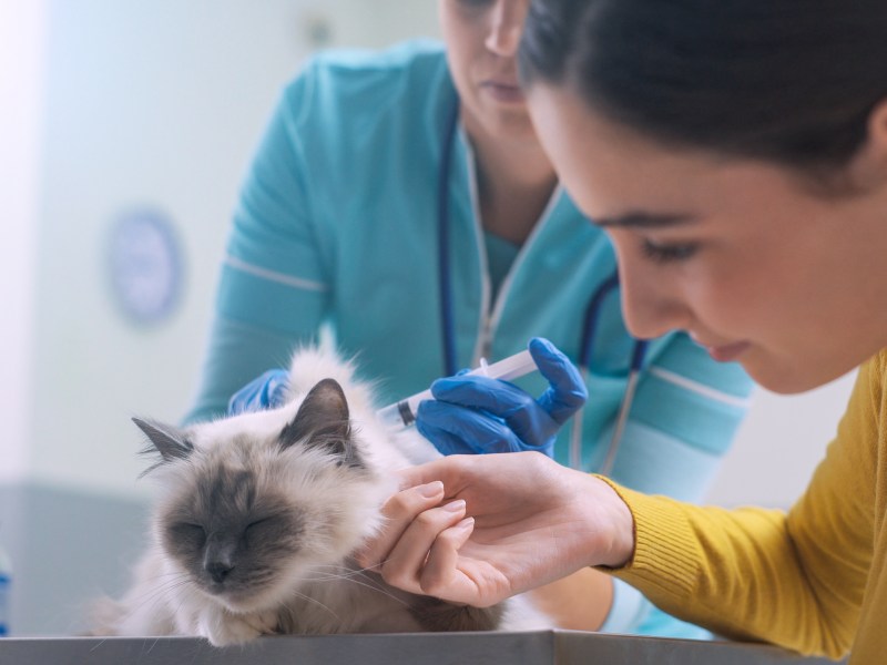 Katze impfen lassen von Tierärztin