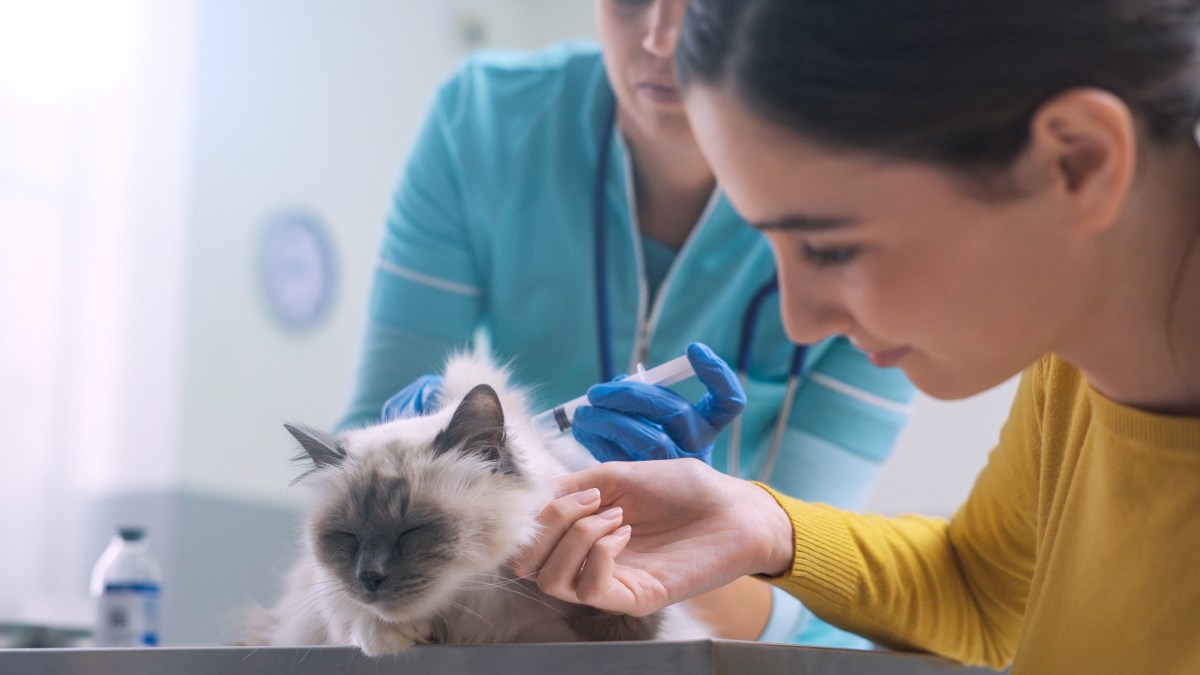 Katze impfen lassen von TierÃ¤rztin