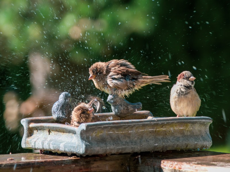 Wildtiere Sommer