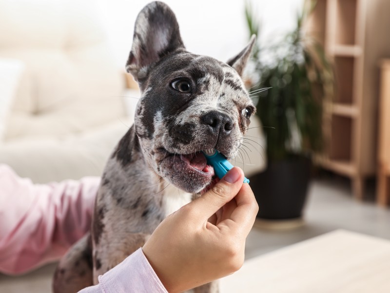 Hund beim Zähneputzen