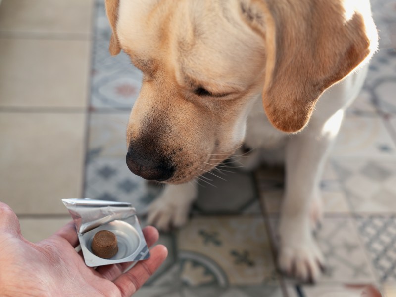 Zeckenschutz Hund Tabletten