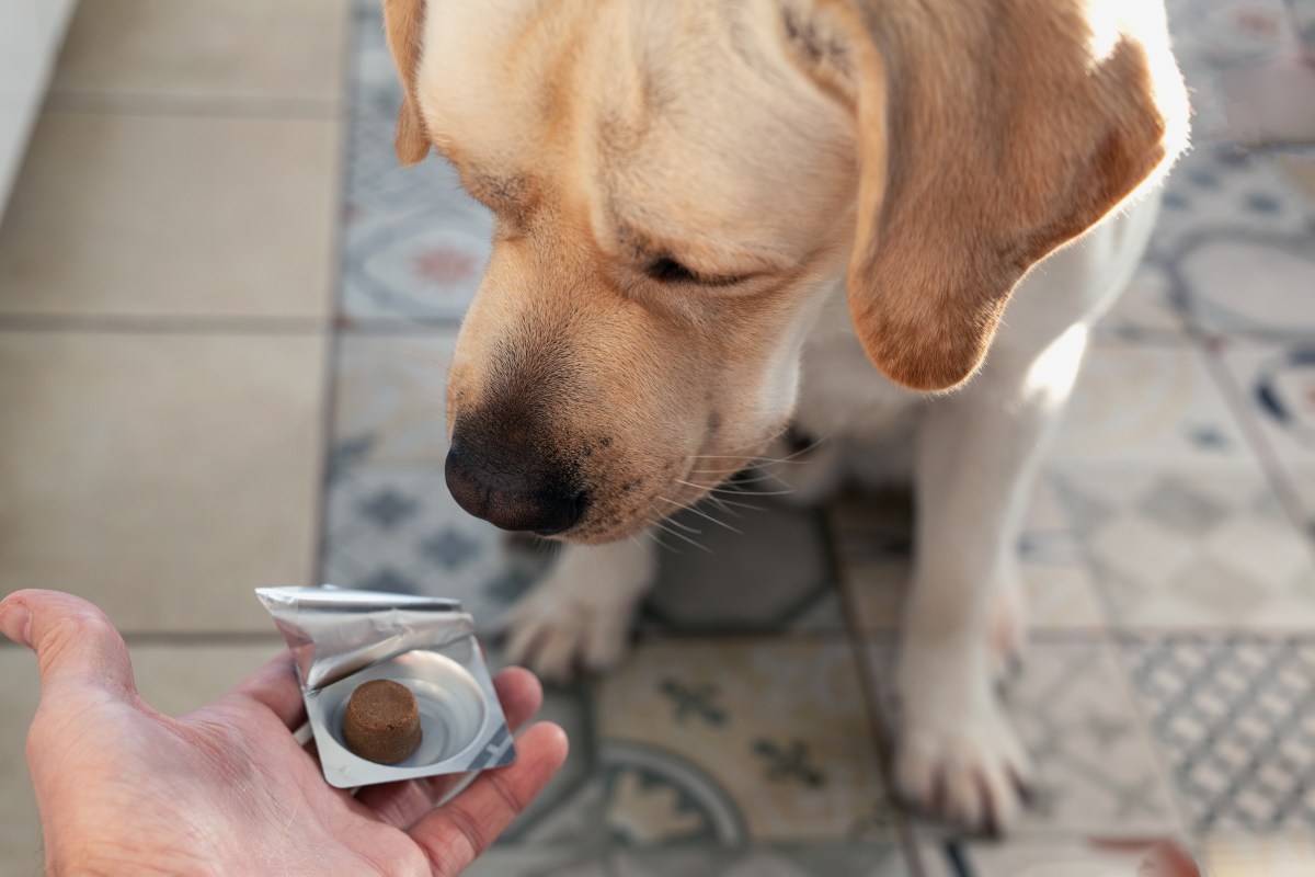 Zeckenschutz Hund Tabletten