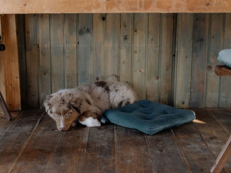 Hund unter dem Tisch