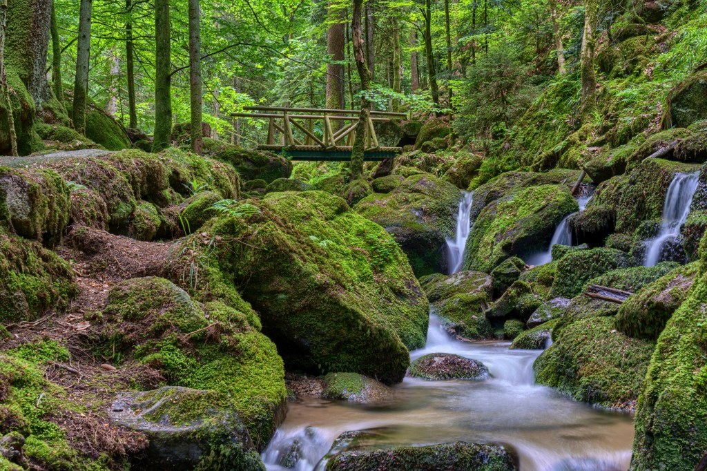Moosbedeckten B&ouml;den und mystische Lichtungen, in Schwarzwald f&uuml;hlst du dich fast wie im verbotenen Wald.