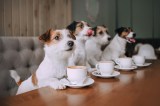 Hunde Caf&eacute;