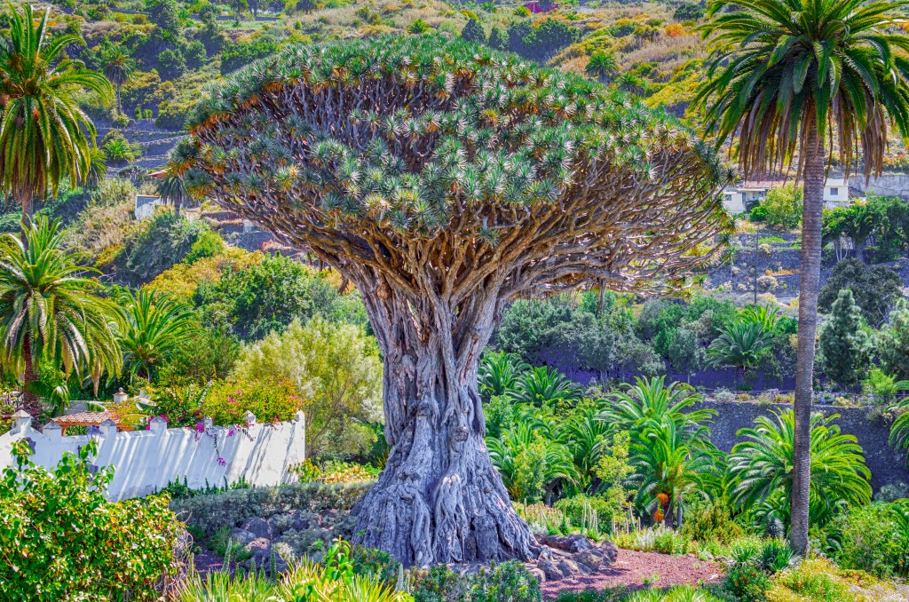 2. Drachenbaum (Dracaena draco) 