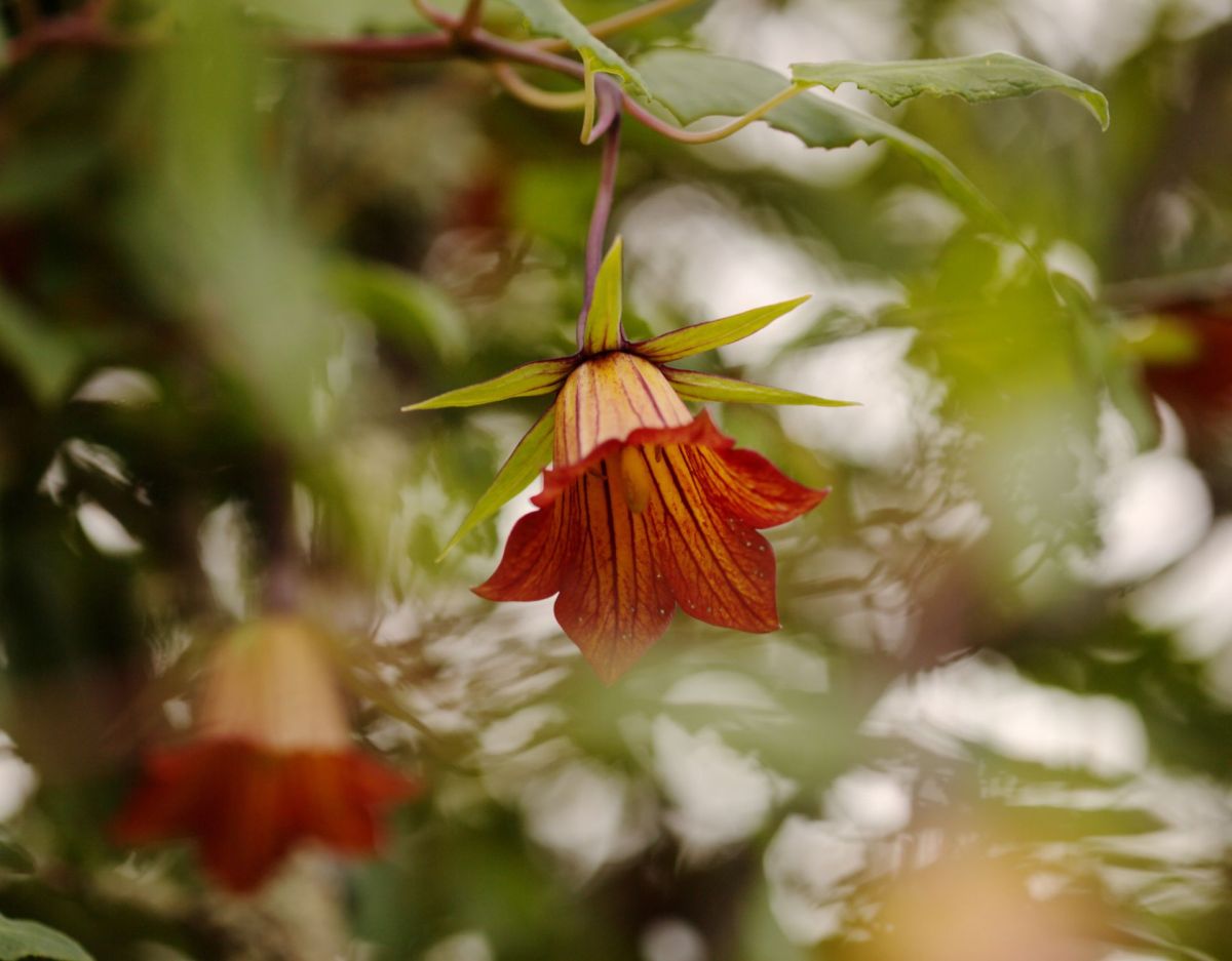 Kanaren-Glockenblume