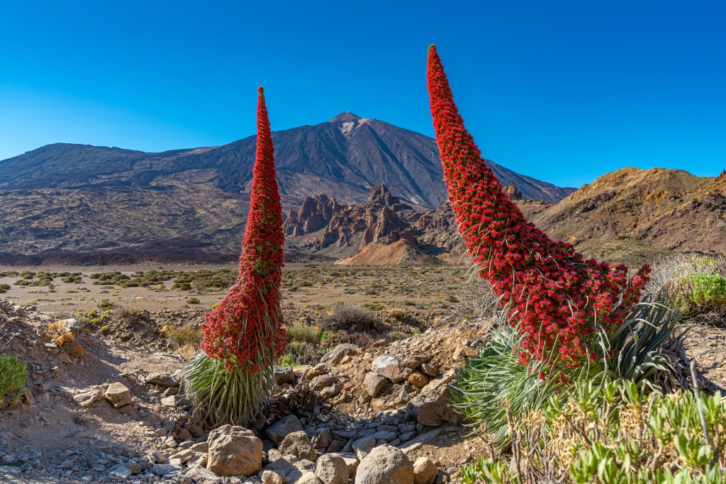 Kerze des Teide