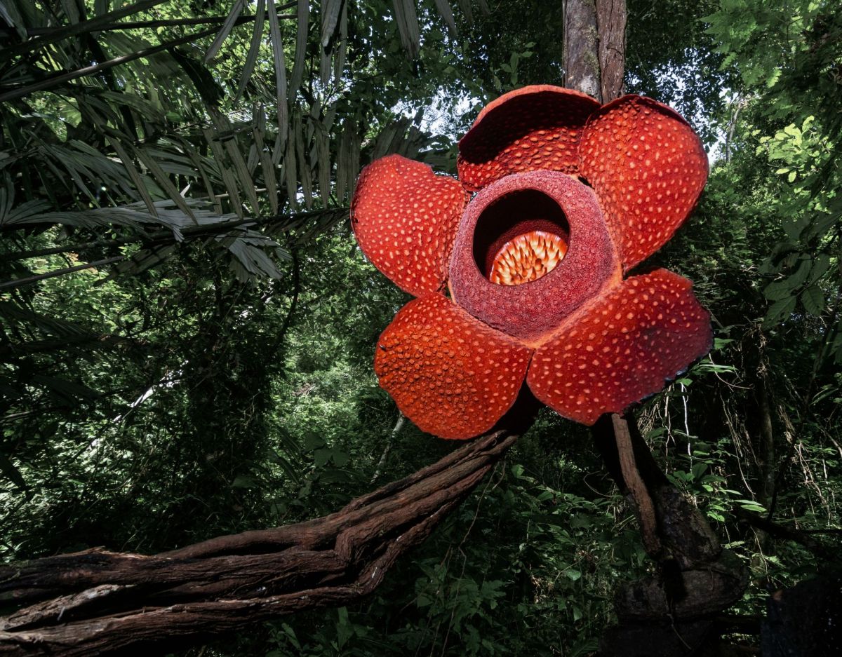 Riesenrafflesie