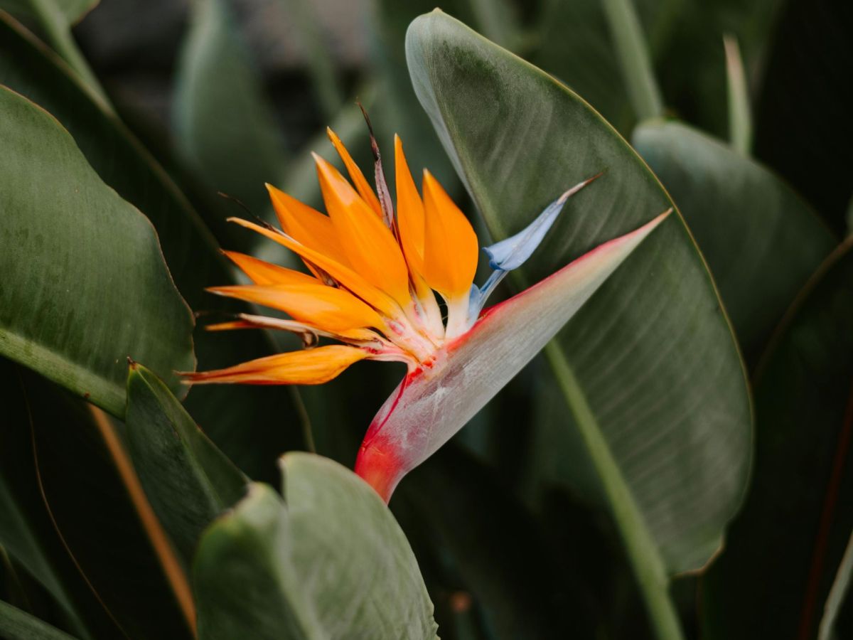 „Madeiras Nationalblume“: Mit dieser beliebten Frucht ist sie tatsächlich verwandt!