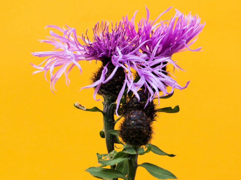 Maltas Nationalblume