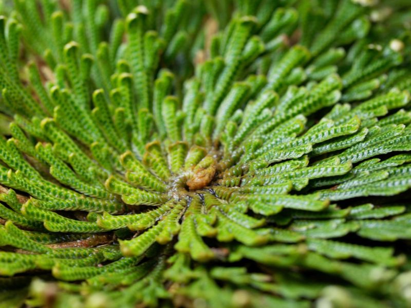 Unechte Rose von Jericho
