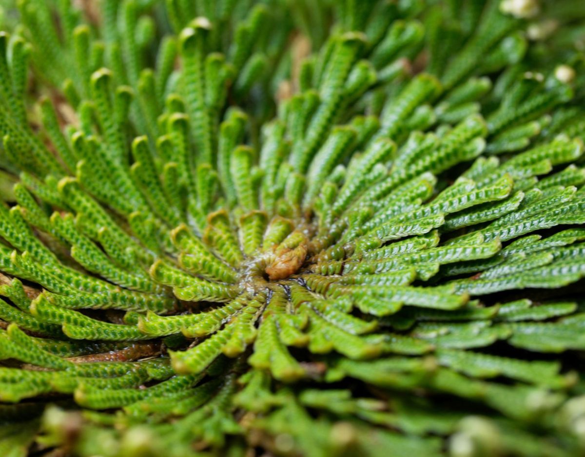 Unechte Rose von Jericho