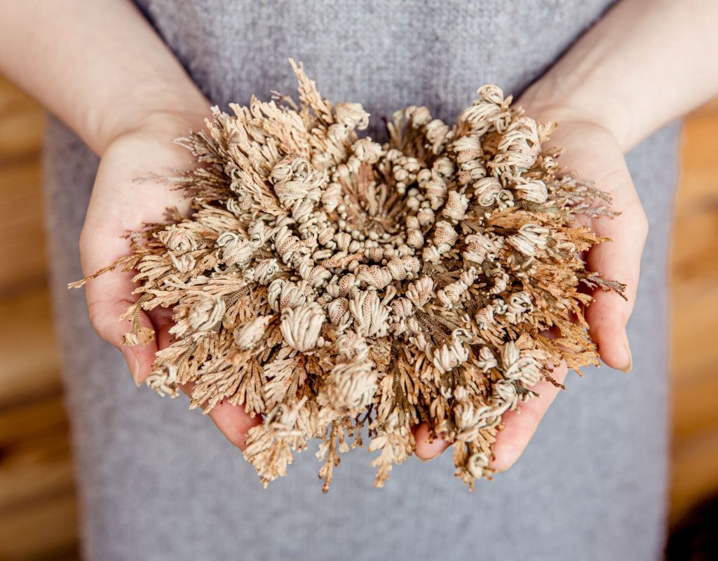 Unechte Rose von Jericho