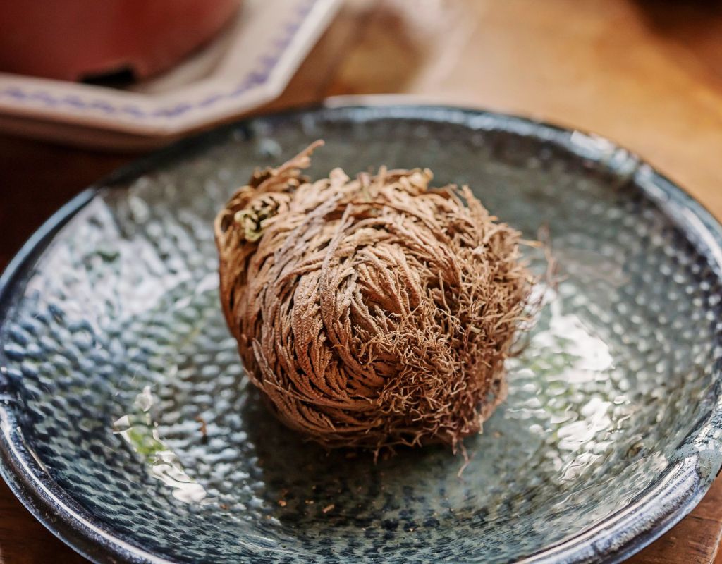 Unechte Rose von Jericho