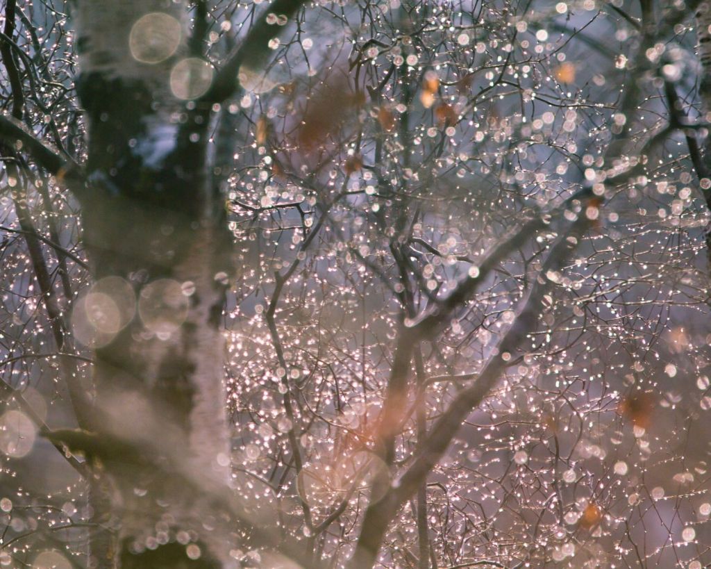 Lichterkette im Baum