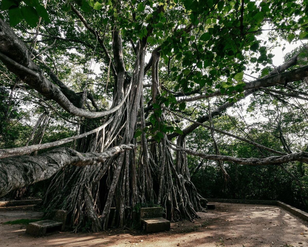 The Great Banyan-Baum