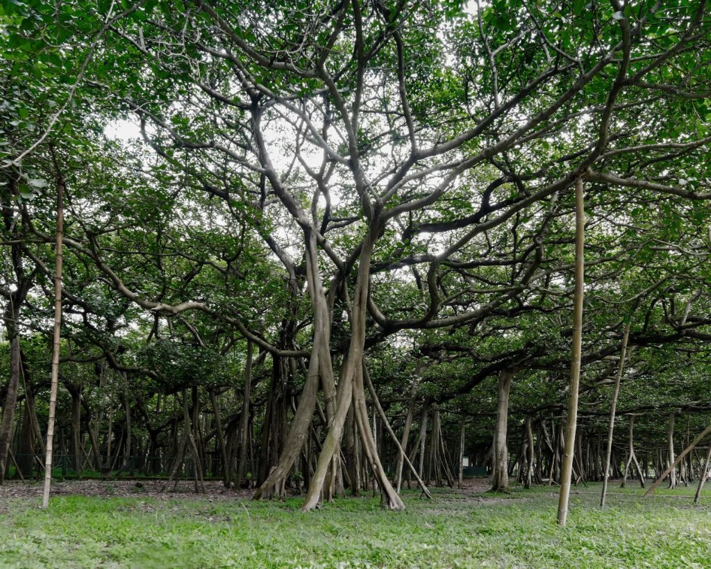 The Great Banyan-Baum