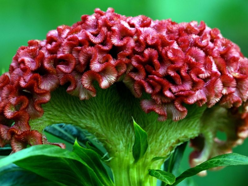Celosia Cristata