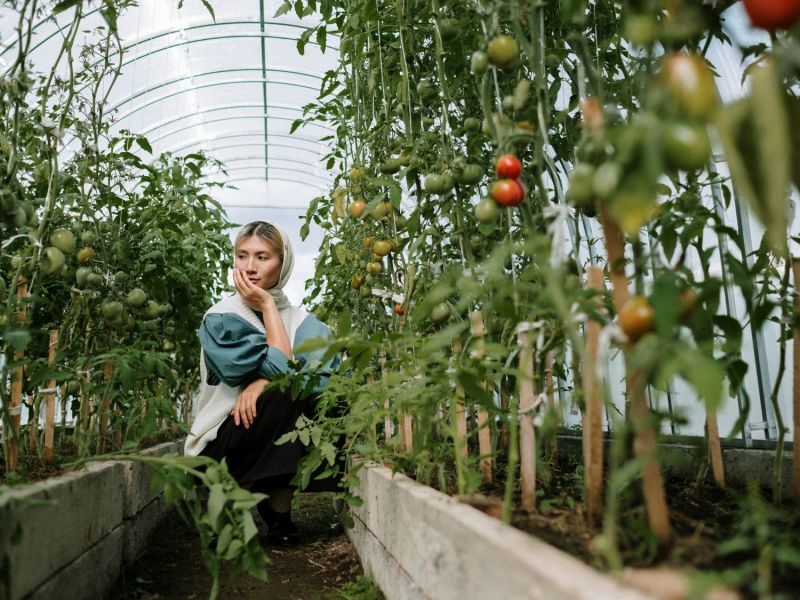 Frau sitzt in einem Gewächshaus umgeben von Tomatenpflanzen