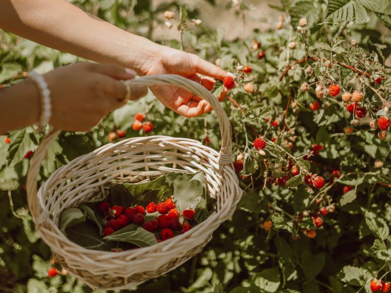 Frau erntet Himbeeren