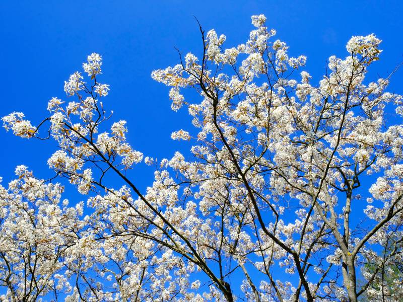 Der beste Baum überhaupt! Wer ein einfaches, pflegeleichtes und robustes Gewächs für den Garten sucht, ist mit der traumhaft blühenden Kupferfelsenbirne bestens bedient.