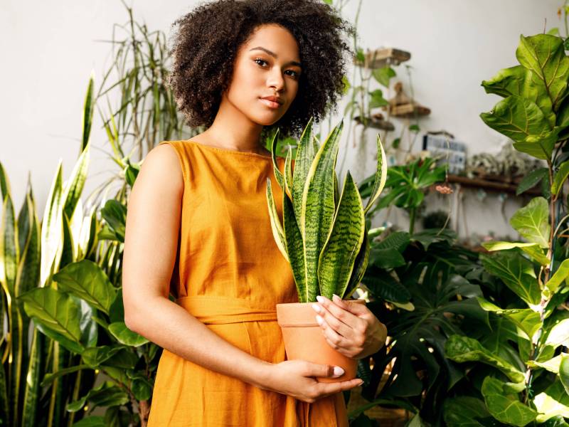 Die beste Zimmerpflanze überhaupt? Ich habe sie gefunden! Superrobust, wunderschön und absolut pflegeleicht! Die Sansevieria.