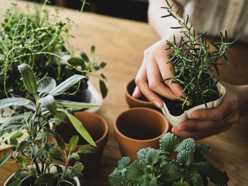 Frau topft Kräuter ein