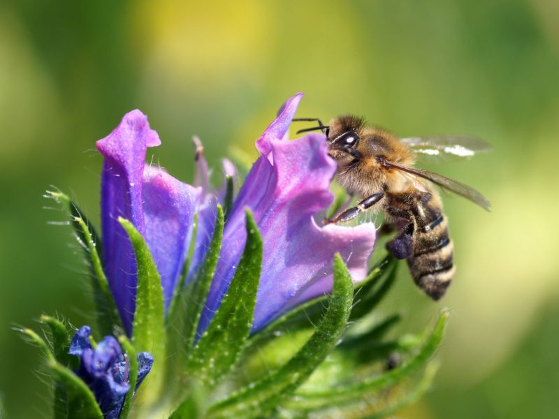 Biene sitzt auf einem Gewöhnlichen Natternkopf