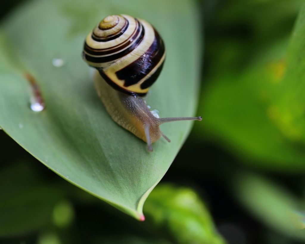 Schnecke sitzt auf einem Blatt