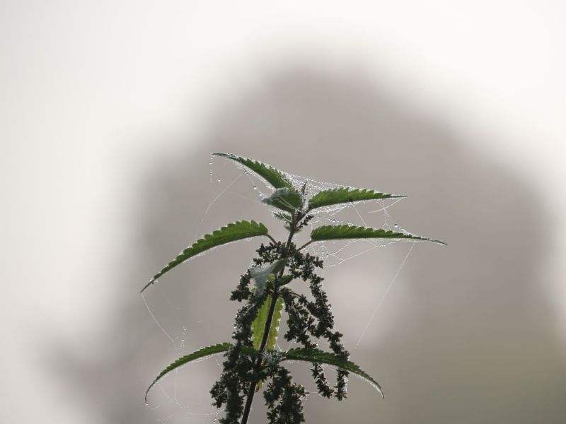 Brennnessel mit Tau bedeckt.