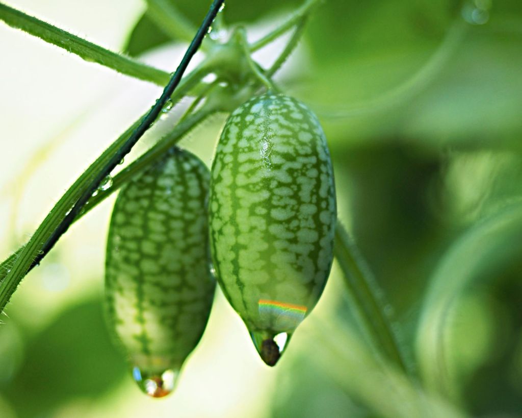Cucamelons an einer Rebe