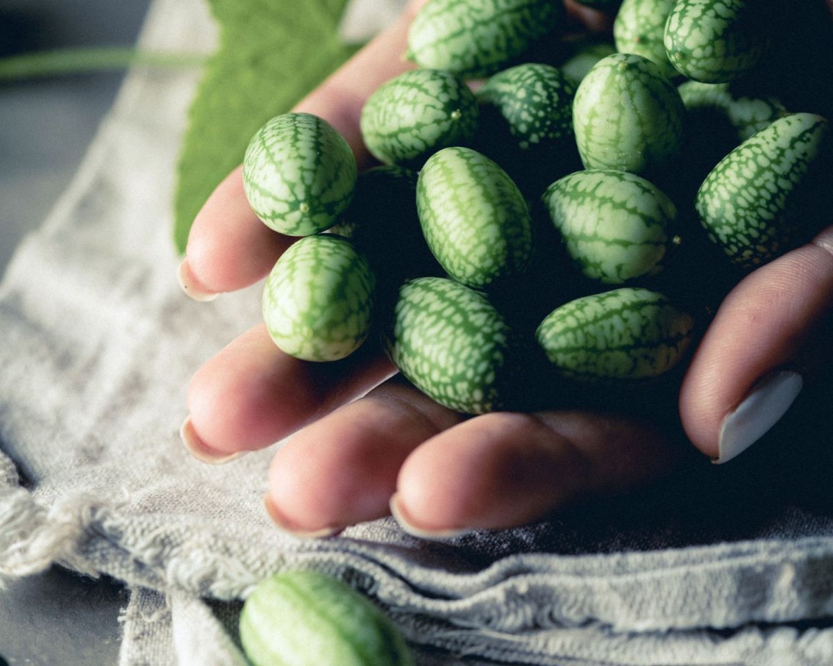 Eine weibliche Hand hält Cucamelons.