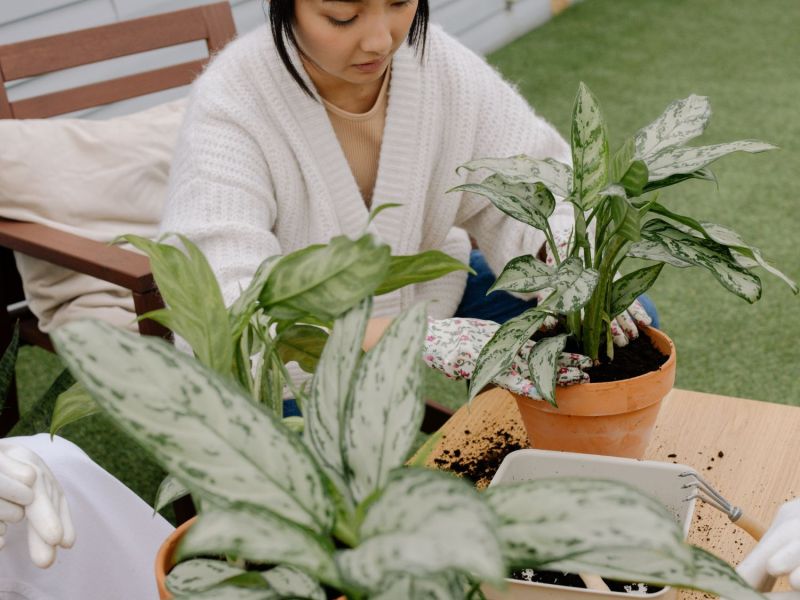 Frau pflanzt eine Pflanze in einen Topf ein