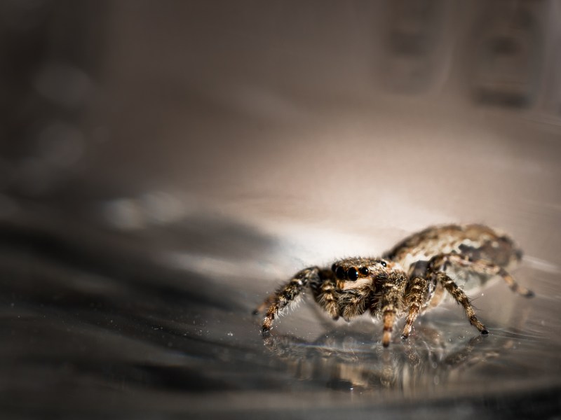 Spinnen lieben dieses Küchengerät: Hier verstecken sie sich am häufigsten – und so wirst du sie mit einfachen Mitteln wieder los.